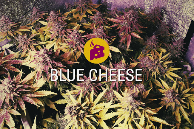 Blue Cheese: Het toppunt van heerlijke cannabis