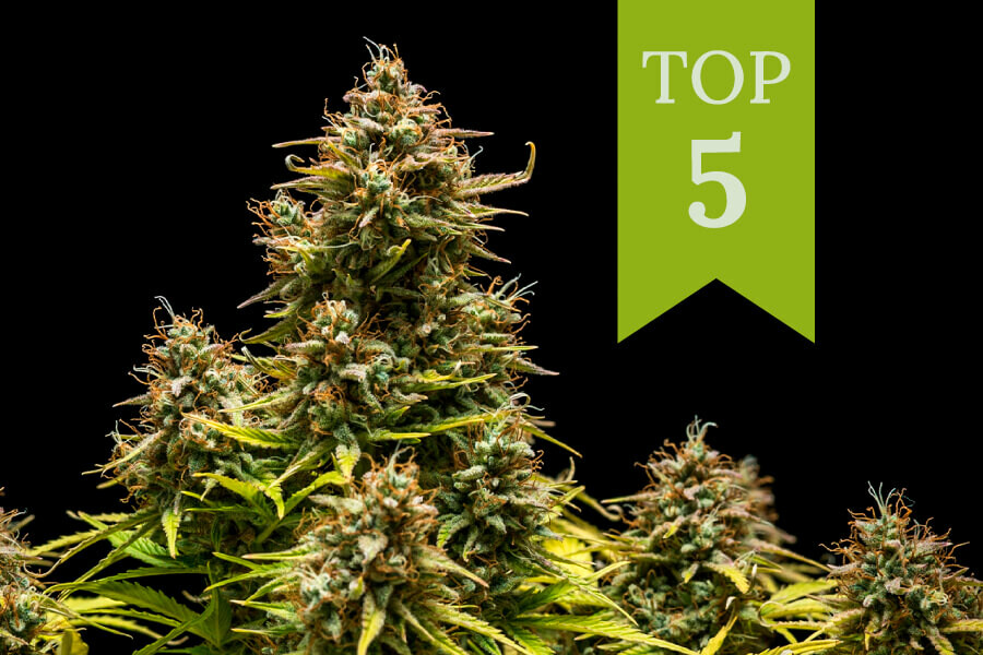 Top 5 soorten wiet om overdag te gebruiken 