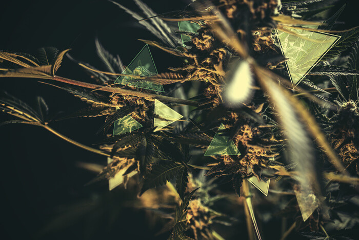Hoeveel THC en CBD maken je cannabisplanten aan?