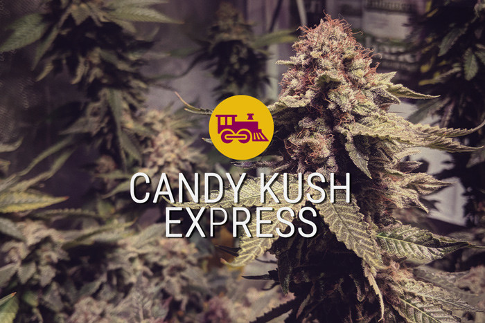 Candy Kush Express gefeminiseerd cannabiszaad
