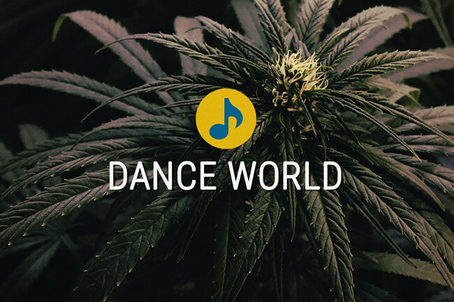 Dance World medicinaal cannabiszaad