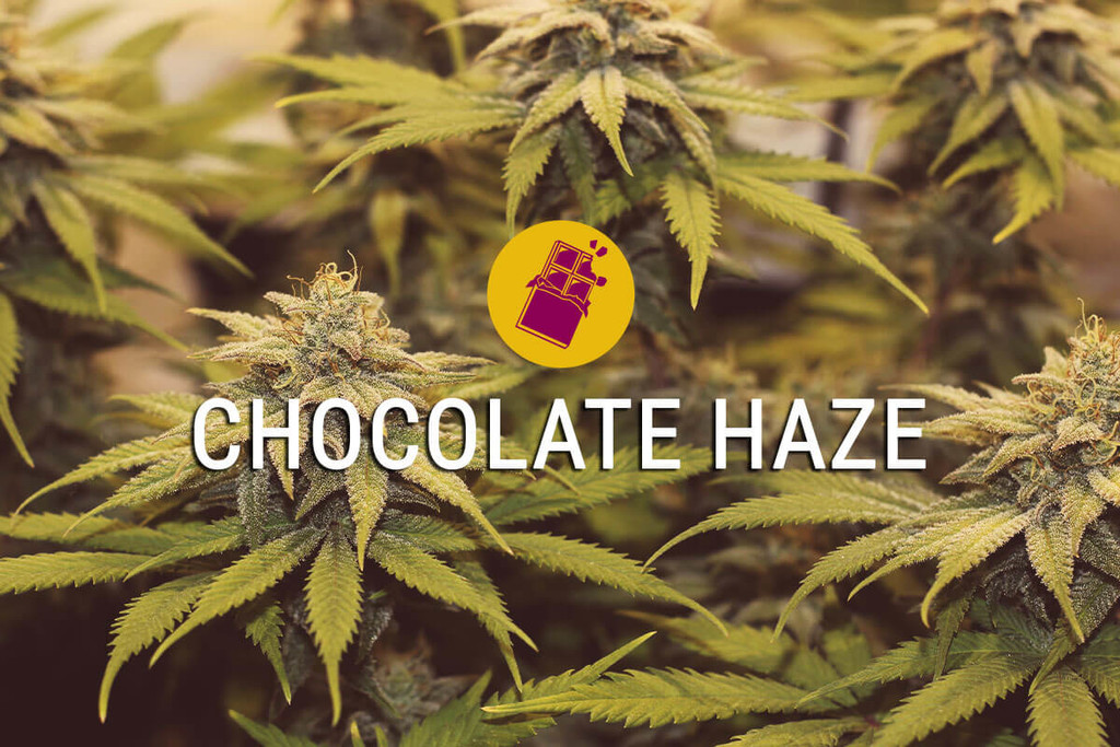 Chocolate Haze: leef het zoete leven