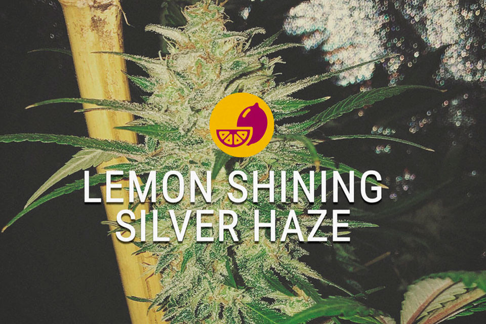 Lemon Shining Silver Haze: een sativa die nooit slaapt