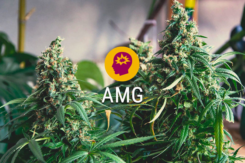 AMG (Amnesia Mac Ganja): Brandstof voor je brein