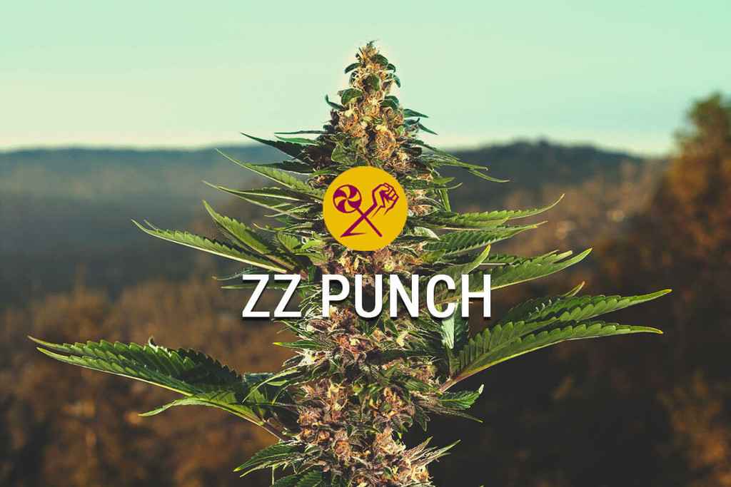 ZZ Punch van RQS x Zamnesia: een match made in cannabis heaven