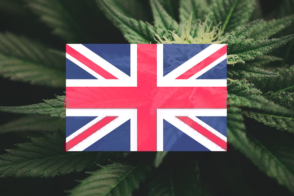 Buiten Cannabis Kweken In Het VK: Maandelijkse Gids [2025]
