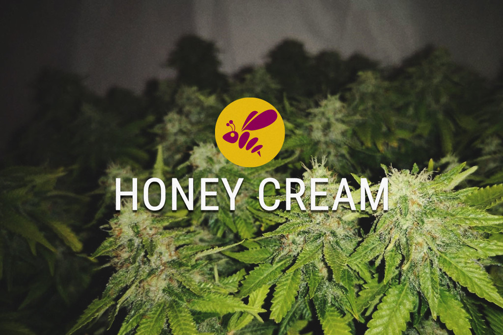 Honey Cream: zoet in alle opzichten