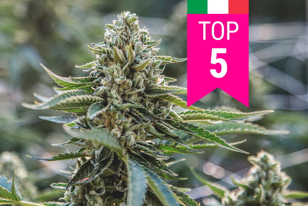 Top 5 Populairste Cannabissoorten Van Italië 