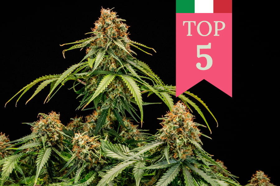 Top 5 populaire wietsoorten in Italië