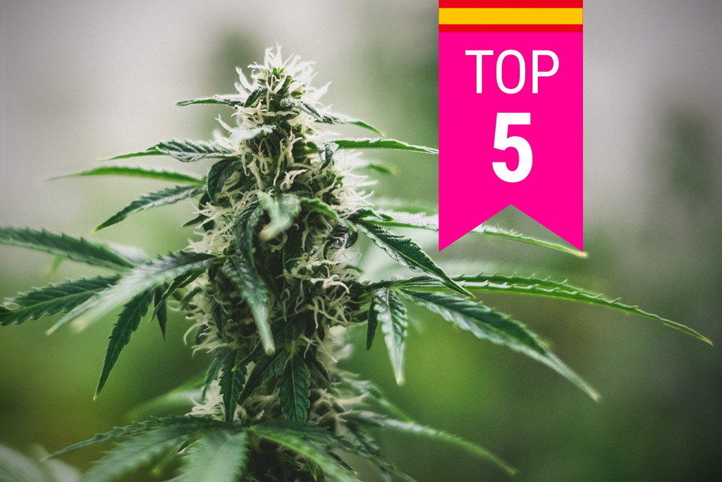 Top 5 Populairste Cannabissoorten In Spanje