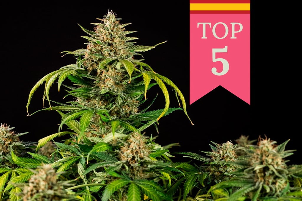 Top 5 populairste soorten wiet in Spanje