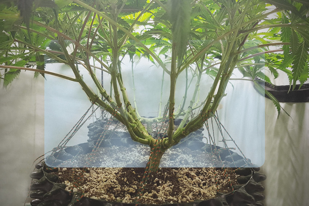 Vergroot Je Wietopbrengsten Met Lollipopping