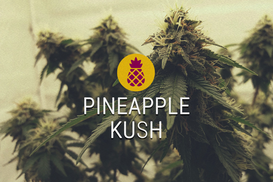 Pineapple Kush gefeminiseerd cannabiszaad