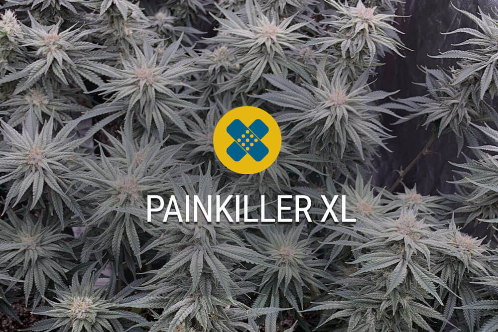 Check onze evaluatie van Painkiller XL