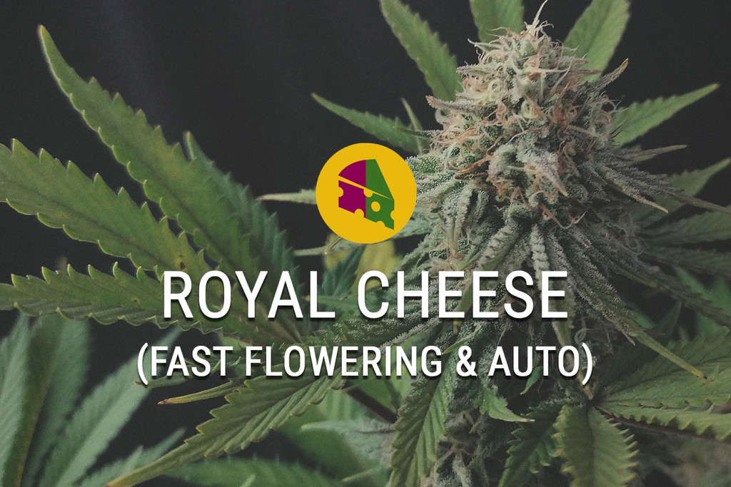 Royal Cheese Fast Flowering: In Een Mum Van Tijd Kazige Toppen