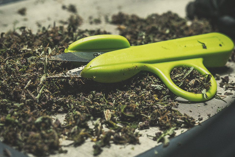 Wat Is de Beste Manier voor het Schoonmaken van Je Snoeischaar? RQS Blog