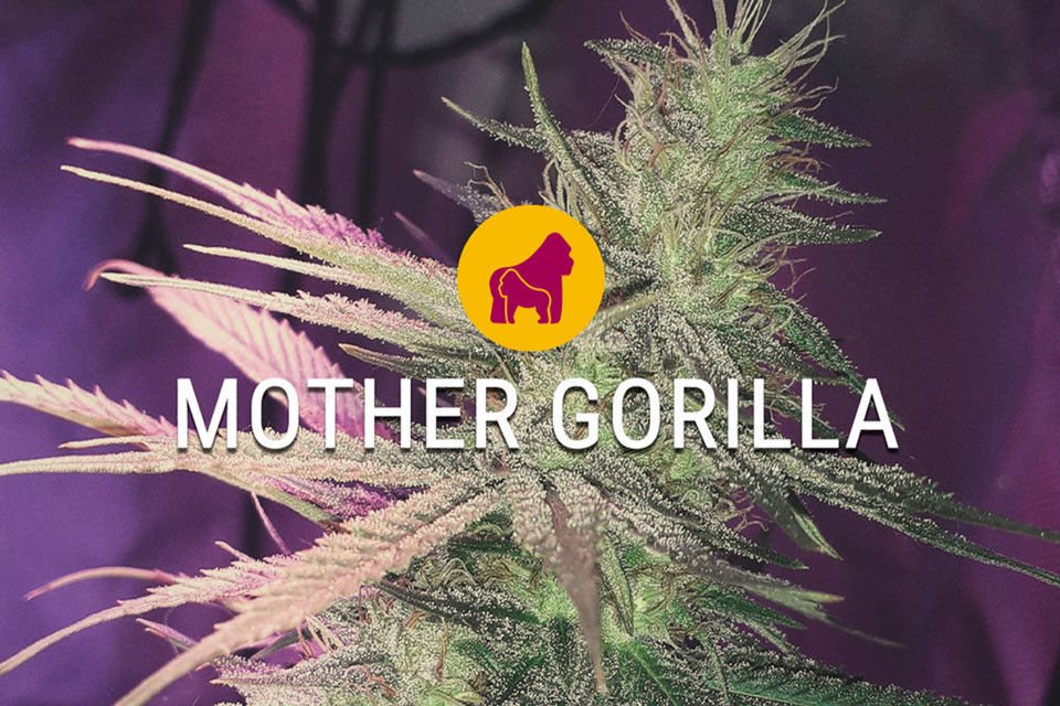 Mother Gorilla vrouwelijke marihuanazaden