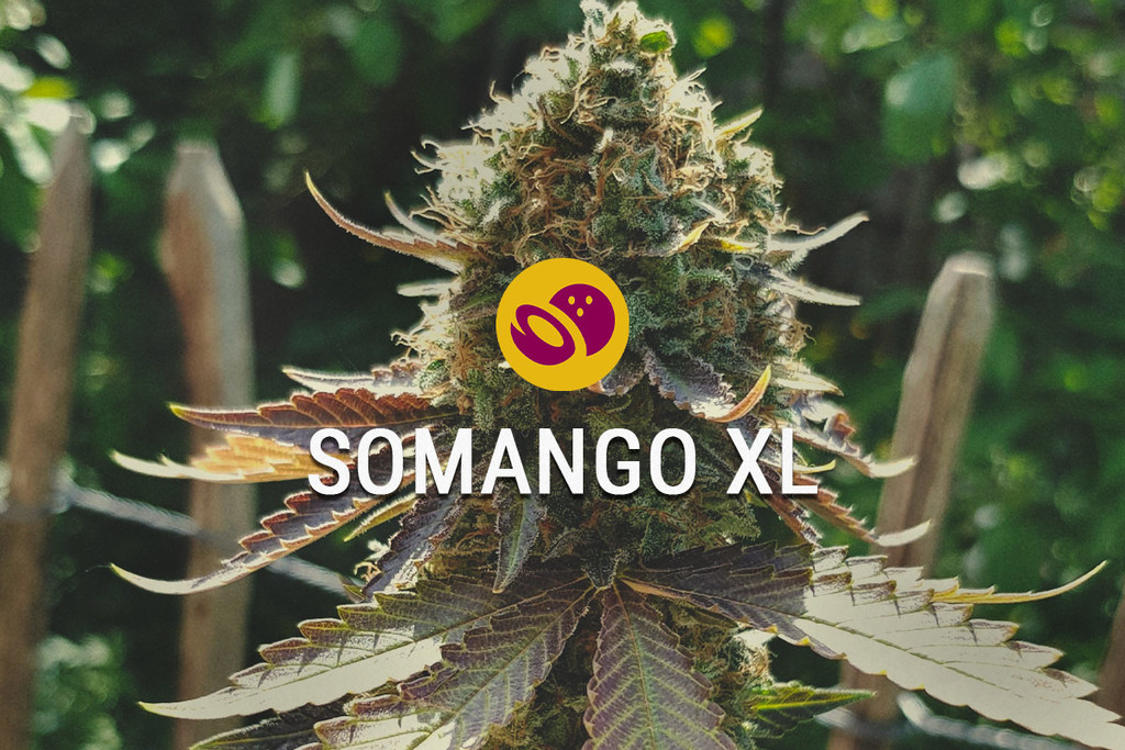 Somango XL: zoet, tropisch en makkelijk te kweken