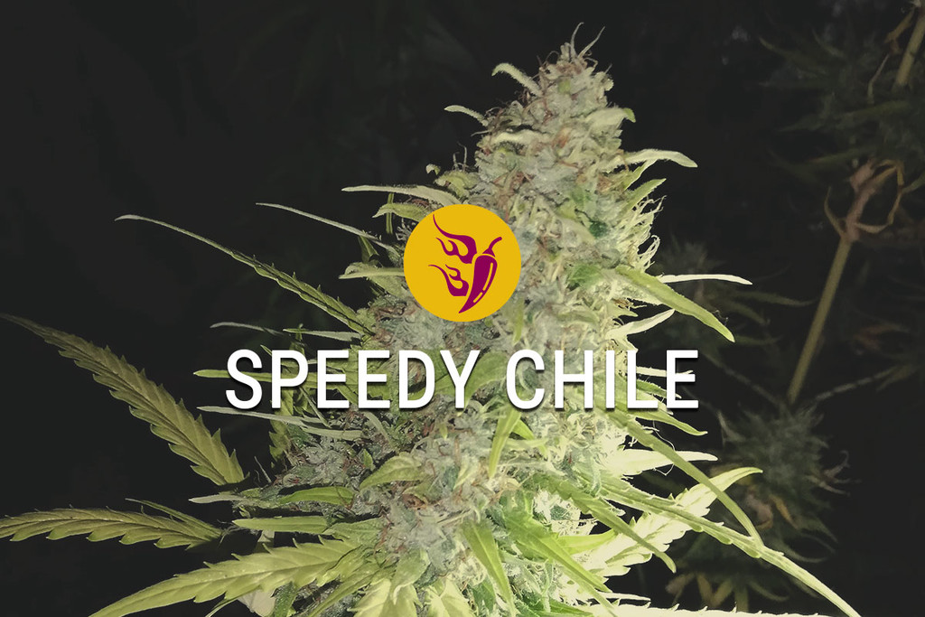 Speedy Chile: Snel, Kruidig En Meer