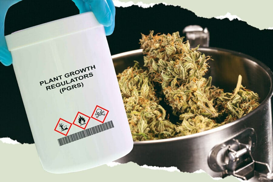 Wat zijn PGR's en wat betekenen ze voor je wiet?