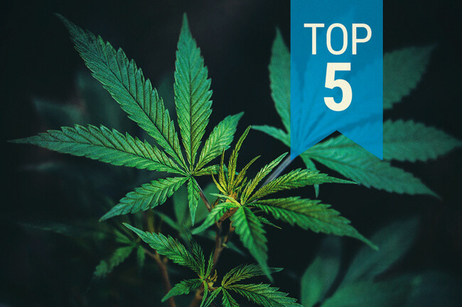 Top 5 Populairste CBD-Rijke Soorten van 2026