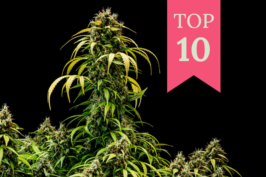 Top 10 gekruiste soorten wiet