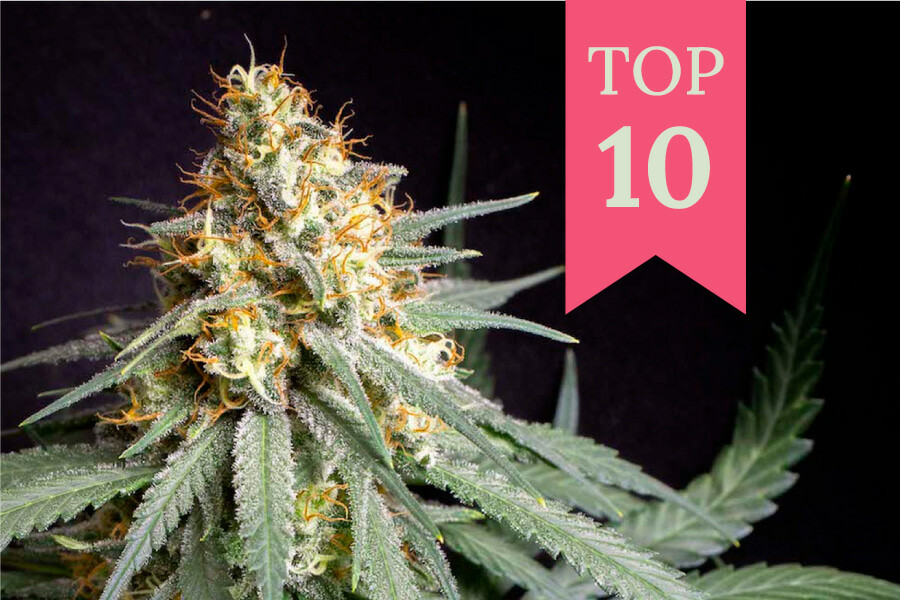 Top 10 meest productieve soorten wiet voor binnen