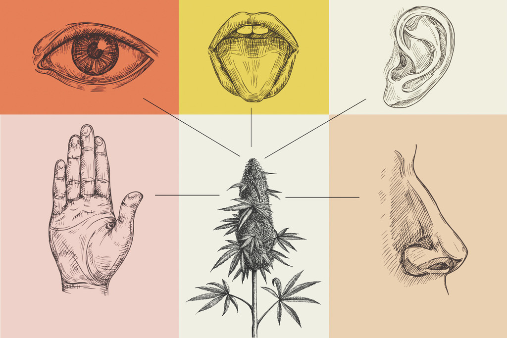 Hoe beïnvloedt cannabis de vijf zintuigen?