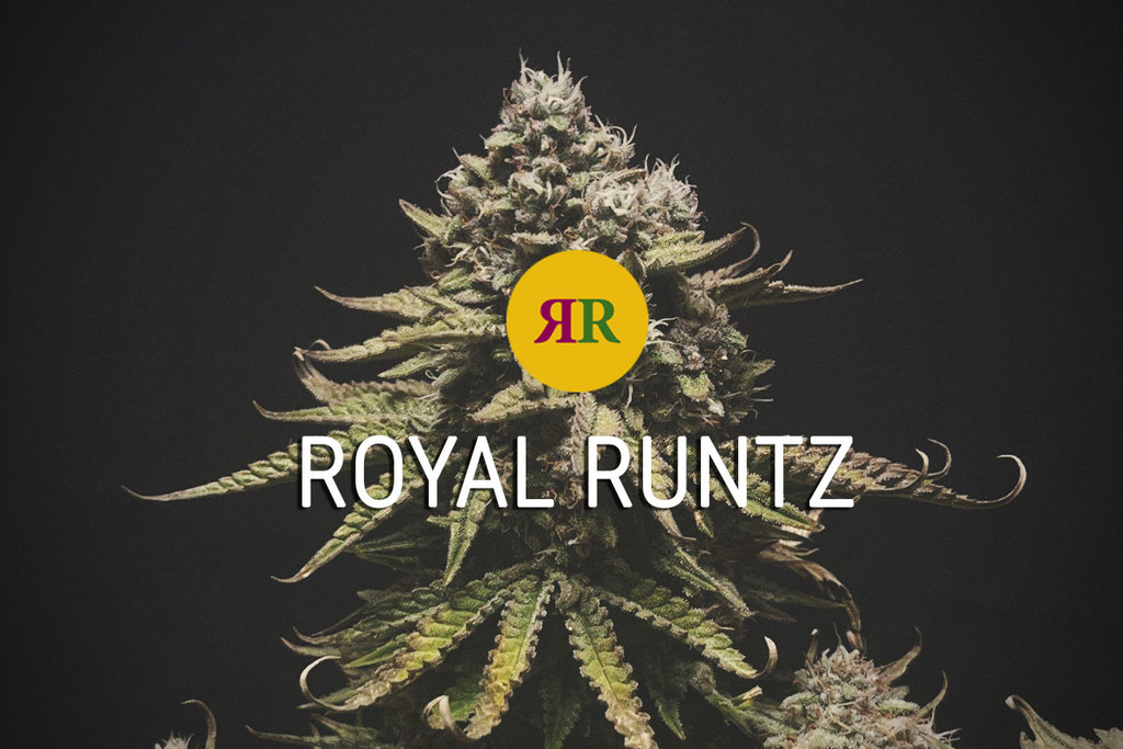 Royal Runtz strain: een echte krachtpatser 