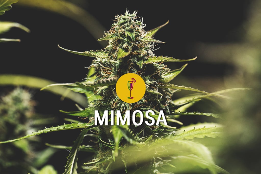 Mimosa: een krachtige, mooie en smakelijke strain 
