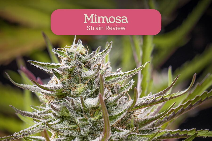 Mimosa: een krachtige, mooie en smakelijke strain 