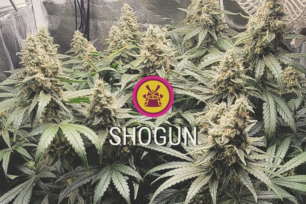 Shogun: productief, paars en sterk