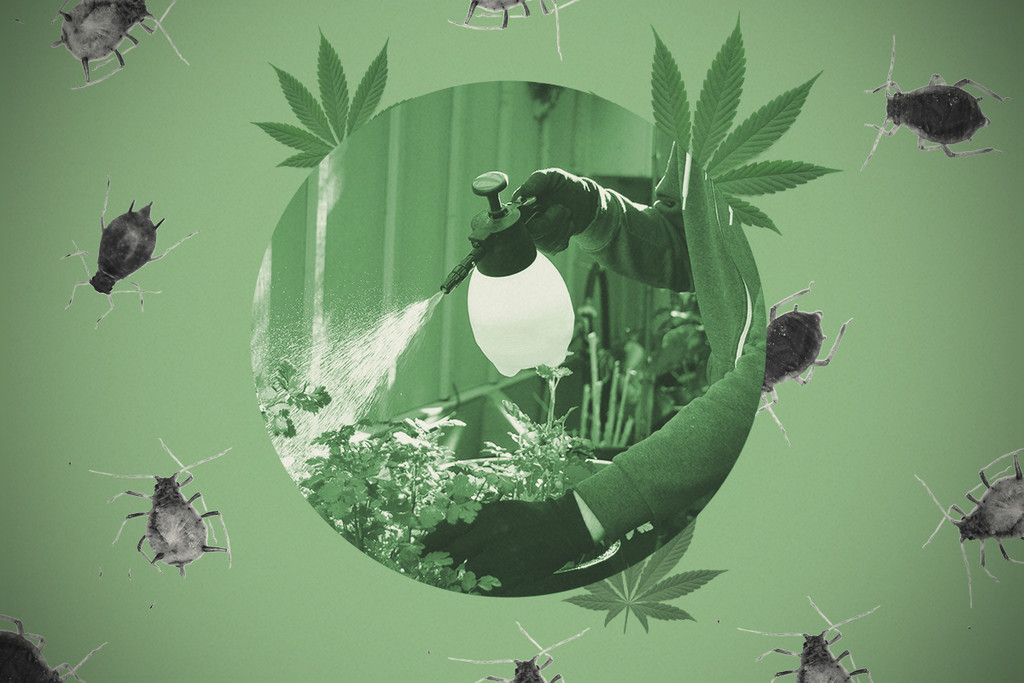 Hoe maak je insecten-dodende zeep voor cannabis?