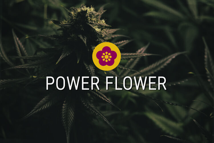 Power Flower Gefeminiseerde Cannabis Zaden
