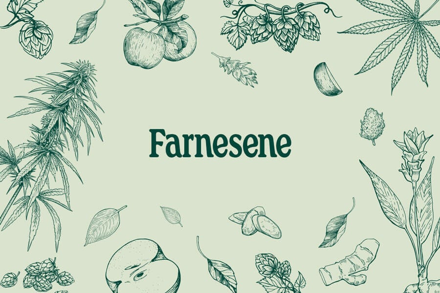 Farneseen: een minder bekende terpeen