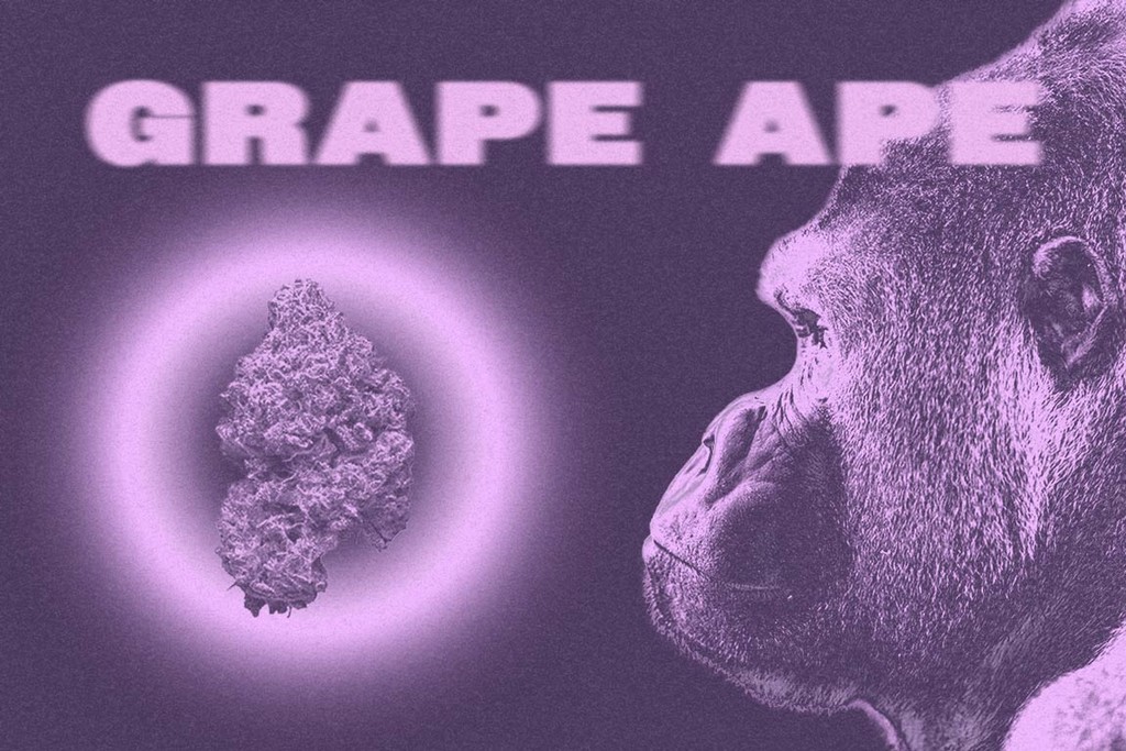 Grape Ape: een heerlijke rustgevende strain