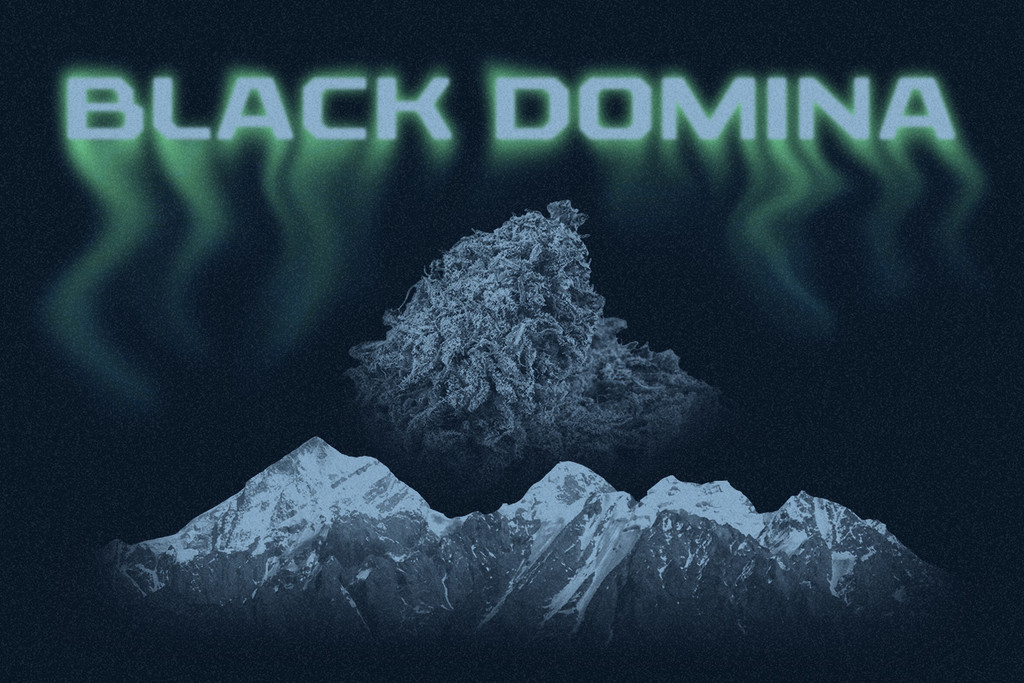 Black Domina: de nakomeling van echte indicatoppers