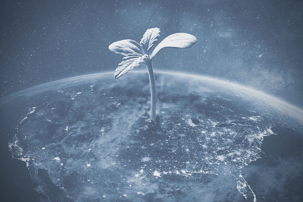 Is het kweken van wiet in de VS legaal in 2026?