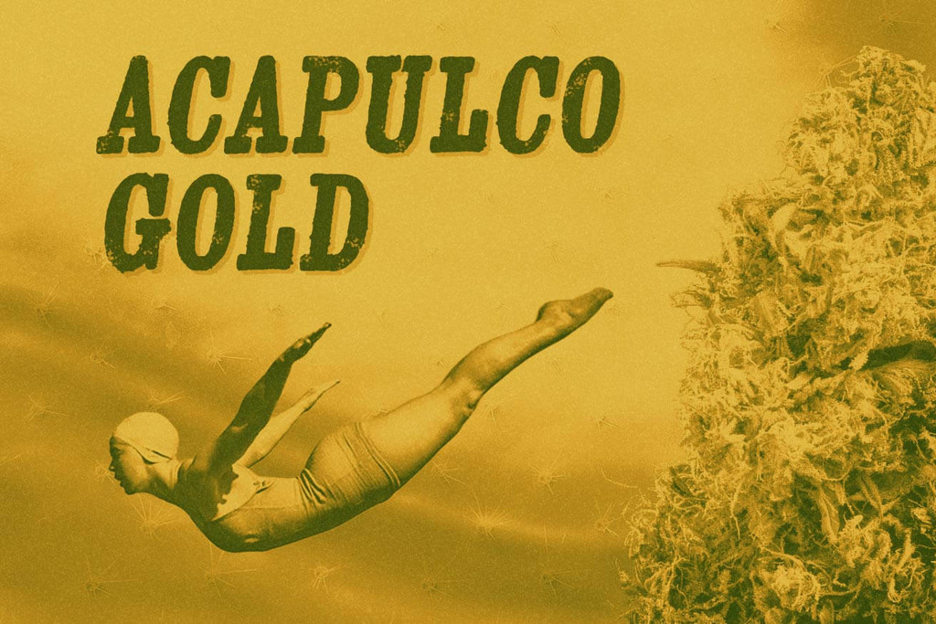 De soort Acapulco Gold 