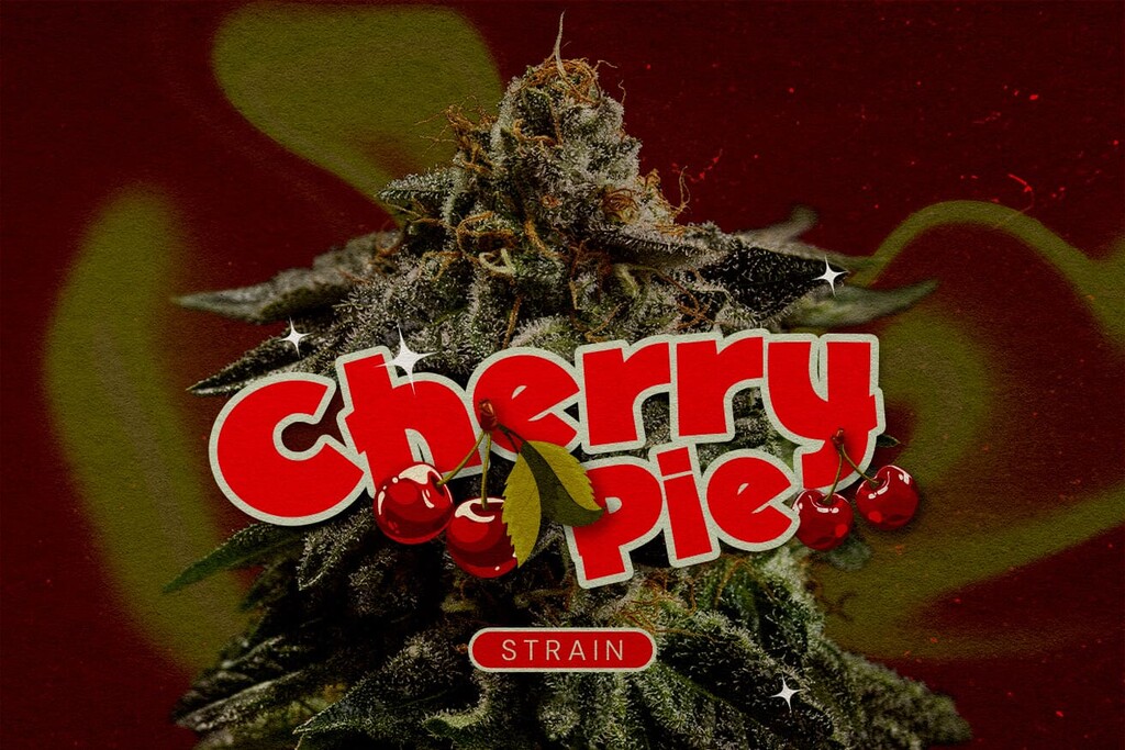 Cherry Pie strain: een fruitige, stimulerende krachtpatser