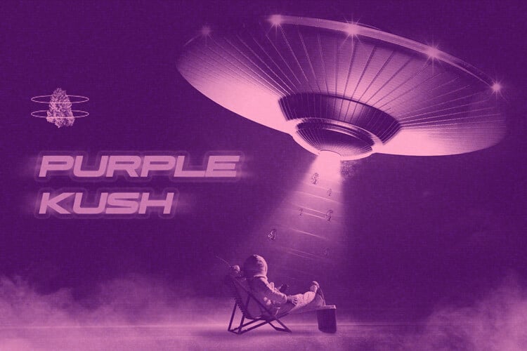Purple Kush: indicazaligheid uit het Hindu Kush-gebergte