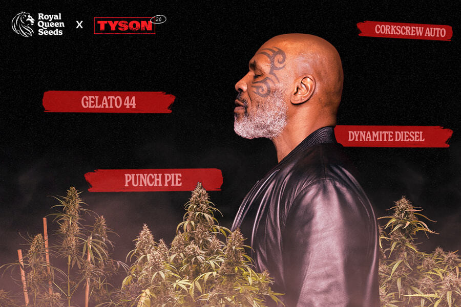 Tyson 2.0 x RQS: maak kennis met onze soorten!