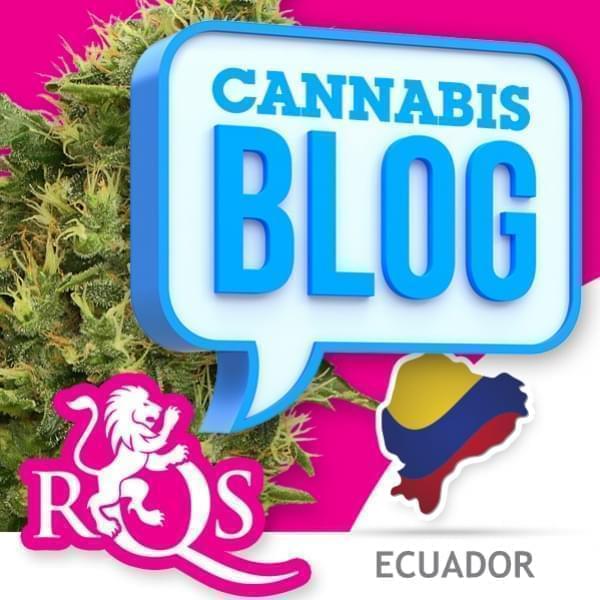 Cannabis in Ecuador