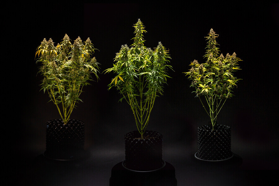 Hoe groot worden autoflowering wietplanten?