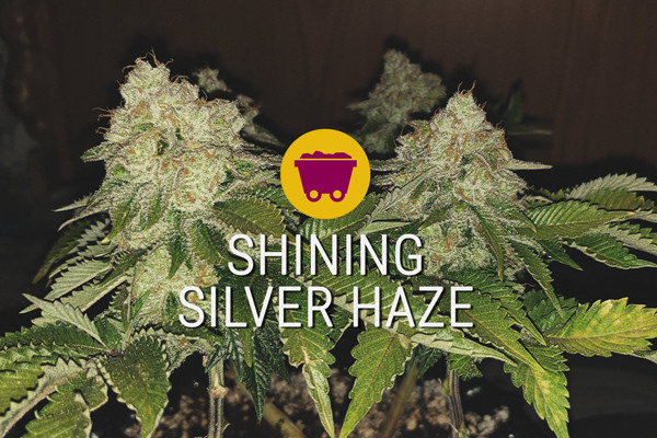 Shining Silver Haze gefeminiseerde cannabis zaden