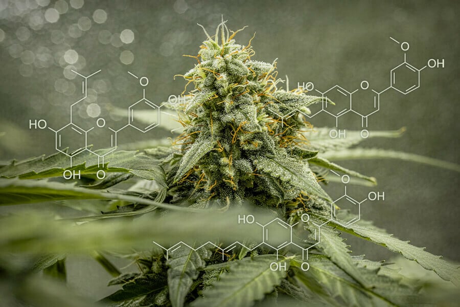 Cannaflavines: unieke flavonoïden in de wietplant