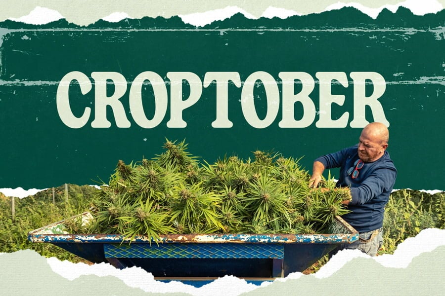 Croptober: de cannabis oogst staat voor de deur!