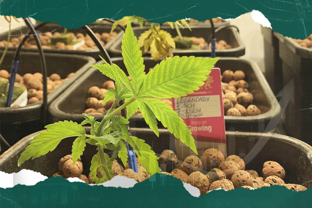 Hoe kunnen aminozuren een revolutie in hydroponics ontketenen?