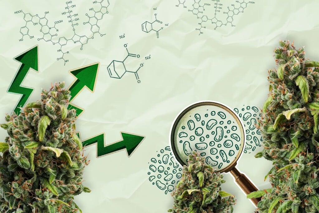 Organische zuren: de toekomst van biostimulanten voor wiet?