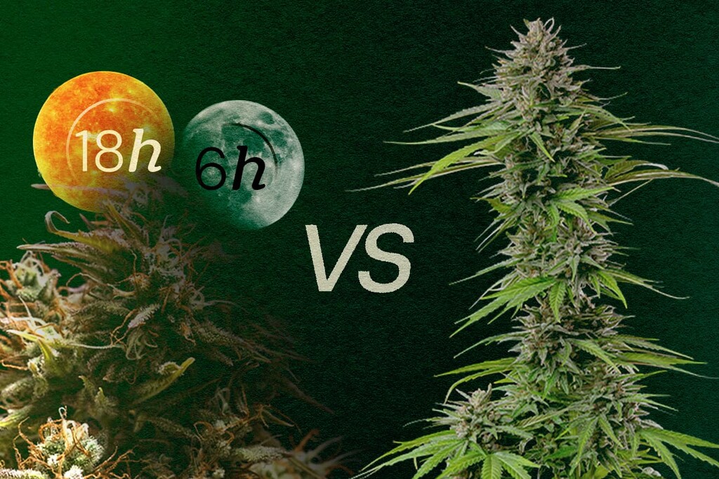 Fotoperiode vs. autoflower: alles over de voor- en nadelen